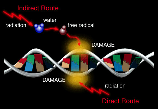 Biological Consequences of Radiation-induced DNA Damage: Relevance to Radiotherapy