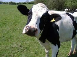 From Shutting Down Farms to Global Control: Is This the End of Good Beef Products?